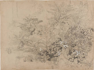 Plant Study
