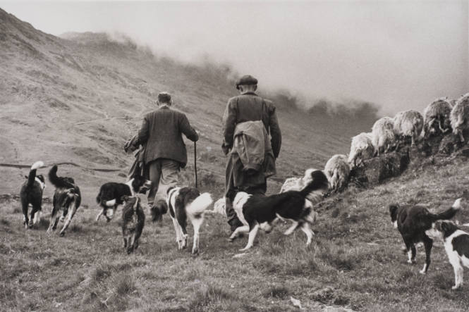 Sheep Shearing, Wales (Two herders running with dogs and sheep)