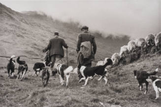 Sheep Shearing, Wales (Two herders running with dogs and sheep)