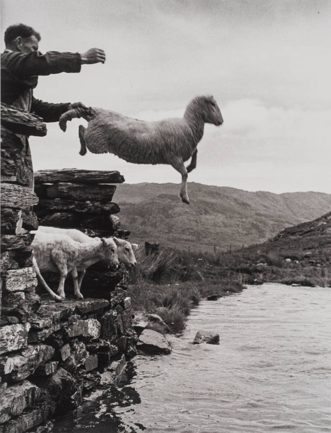 Sheep Shearing, Wales (Sheep jumping into water)