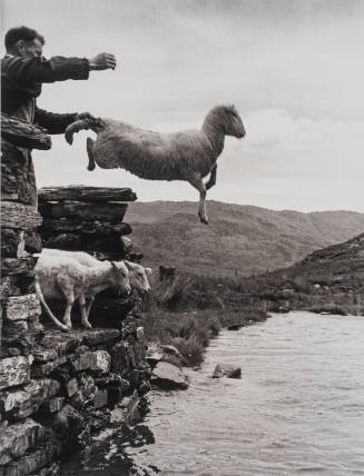 Sheep Shearing, Wales (Sheep jumping into water)