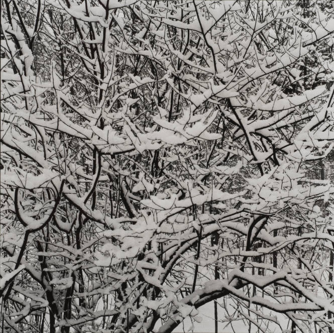 Snowy Trees