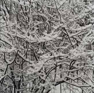 Snowy Trees