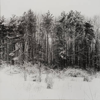Forest in Winter