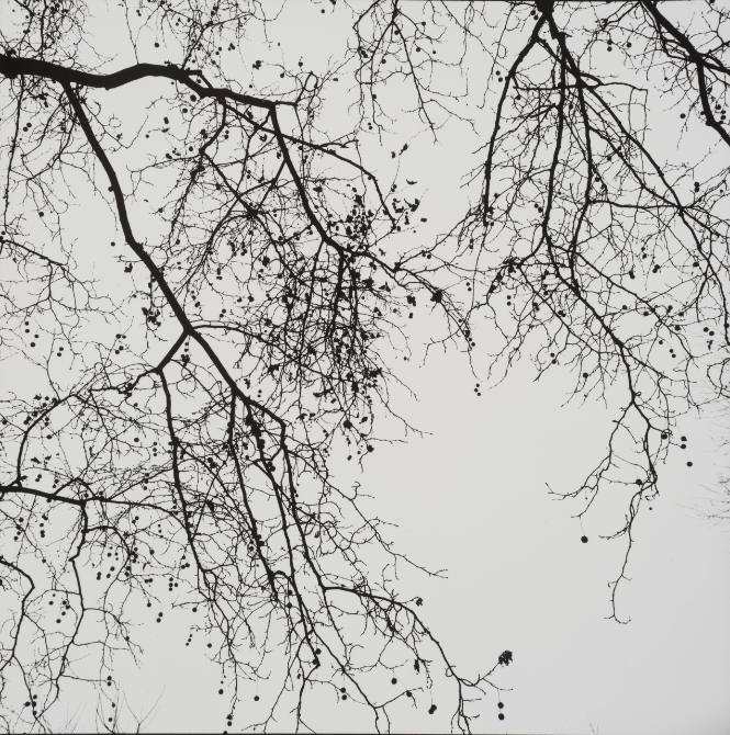 Fall Branches