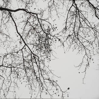 Fall Branches