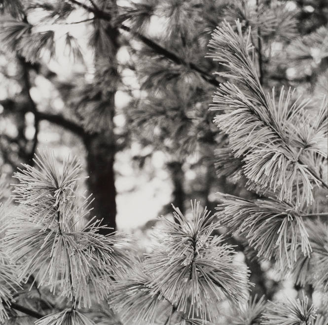 White Pines