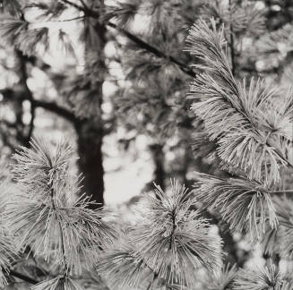 White Pines