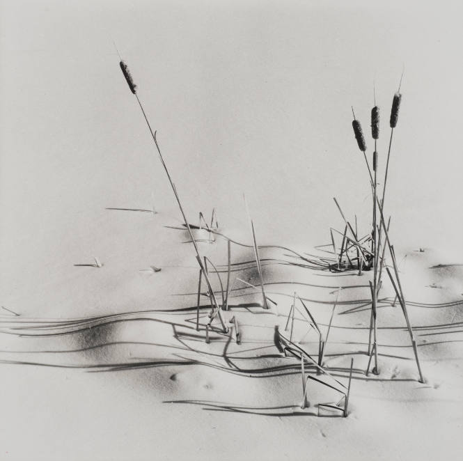 Cattails