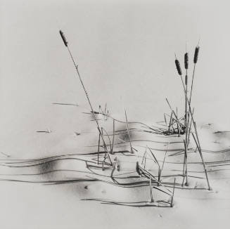 Cattails