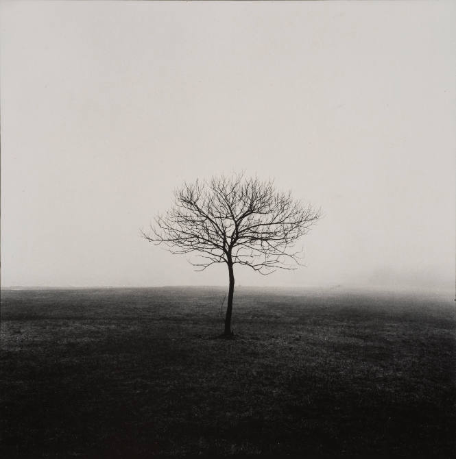 Tree in Winter