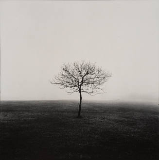 Tree in Winter