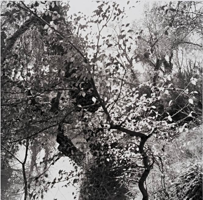Untitled, from Sojourn in the South of France