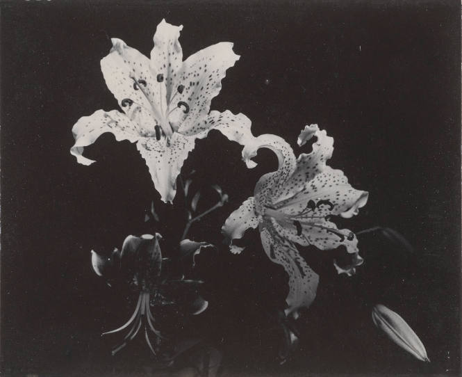Two Lilies