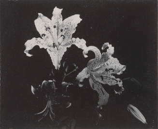 Two Lilies