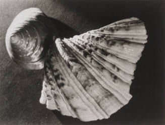 Still life with shells