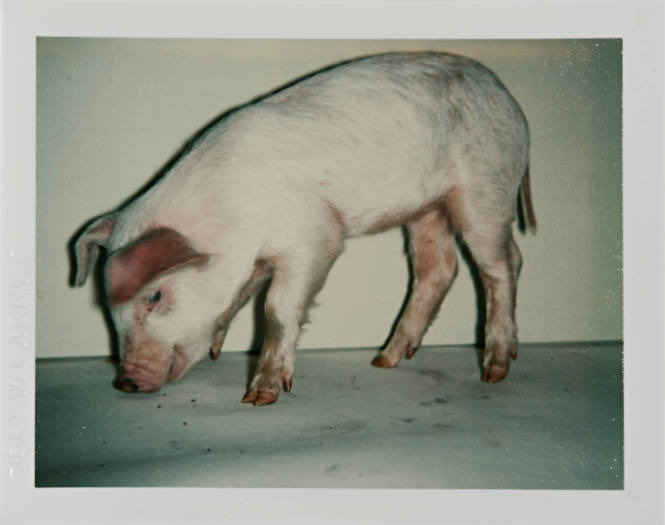 Pig