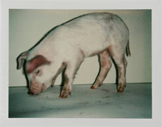 Pig