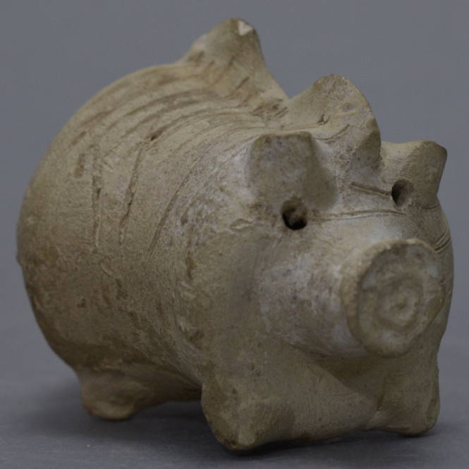 Pig, with incision across the back