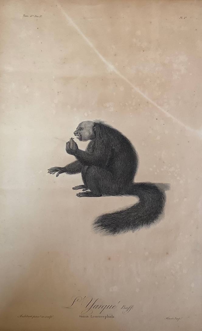 L'Yarque: Simia Leucocephala