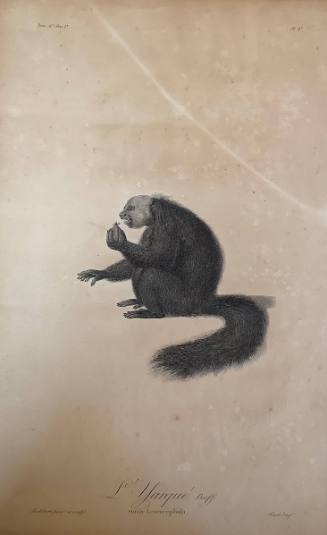 L'Yarque: Simia Leucocephala