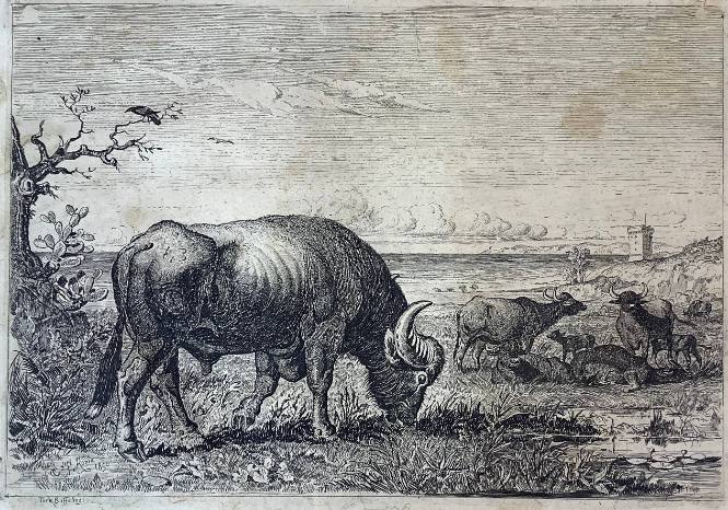 Toro Buffalino