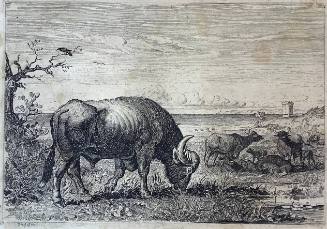 Toro Buffalino