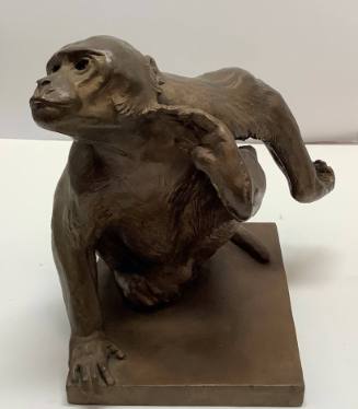Rhesus Monkey (Study of Huey Scratching His Head)