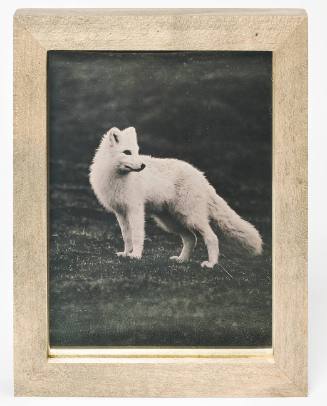 Arctic Fox (Vulpes lagopus) from Arctic Set