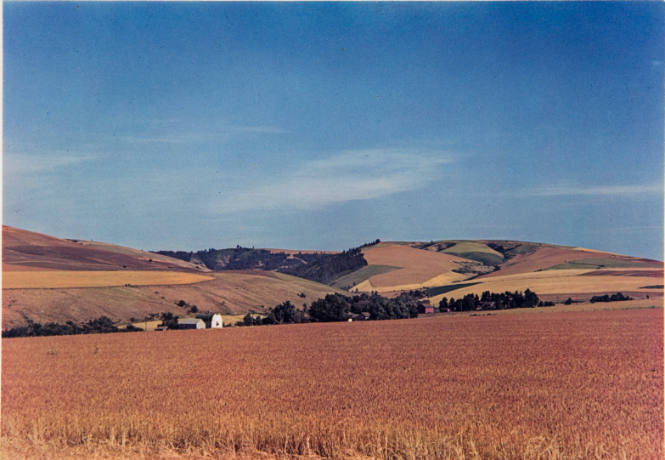 Wheat Farm, Walla Walla, Washington