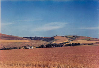Wheat Farm, Walla Walla, Washington