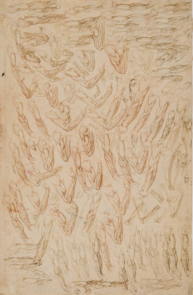 Studies of Right and Left Arm Musculature, of a Right Knee, Male Genitals, Hand Bones, and Heads of Horses
