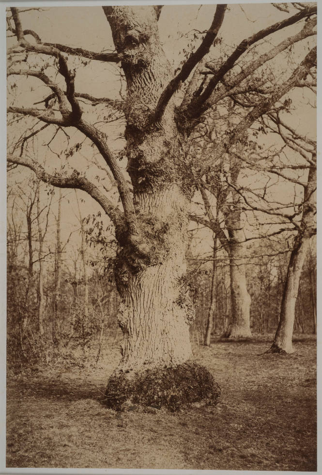 A Large Oak in the Bois de Boulogne
