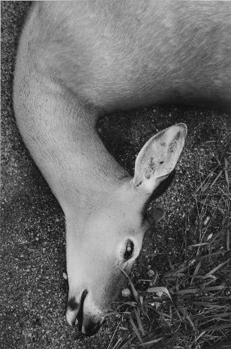 Road kill. Poughkeepsie, NY. 