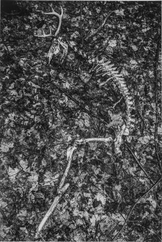 Skeleton. Vassar Farm.
