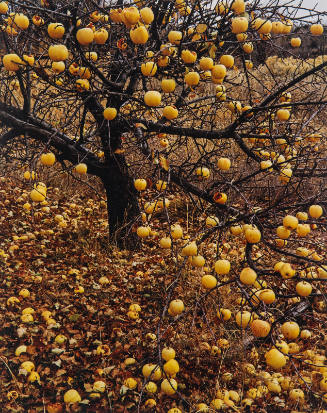 Frostbitten Apples, Tesuque, New Mexico