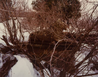 Garden Detail, Chetolah, Craagsmoor, N. Y.