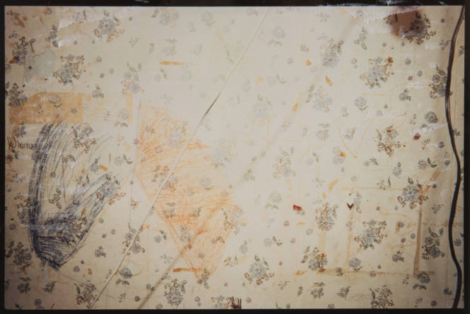 Unttiled (Blue daisy wallpaper, from Millerton Portfolio)