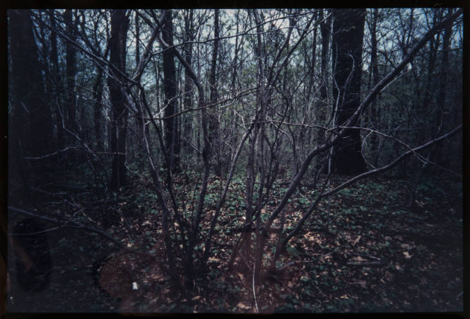 Untitled (Trees and branches #1, from Millerton Portfolio)