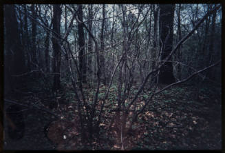 Untitled (Trees and branches #1, from Millerton Portfolio)