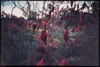 Untitled (Red bushes, from Millerton Portfolio)