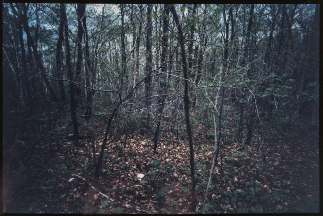 Untitled (Trees and branches #2, from Millerton Portfolio)
