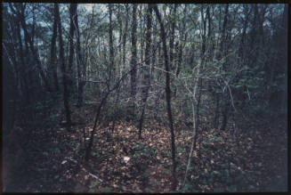 Untitled (Trees and branches #2, from Millerton Portfolio)