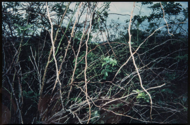 Untitled (Thorny branches, from Millerton Portfolio)