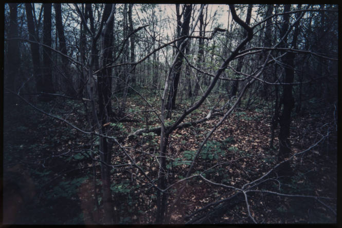 Untitled (Trees and branches #3, from Millerton Portfolio)