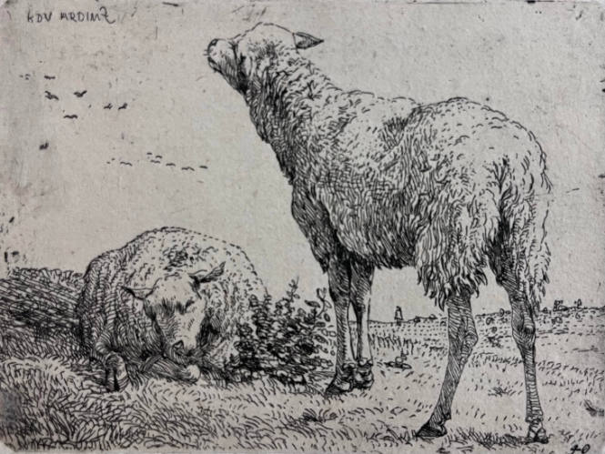 Two Sheep