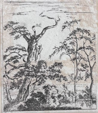 Trees at the Edge of a Pond