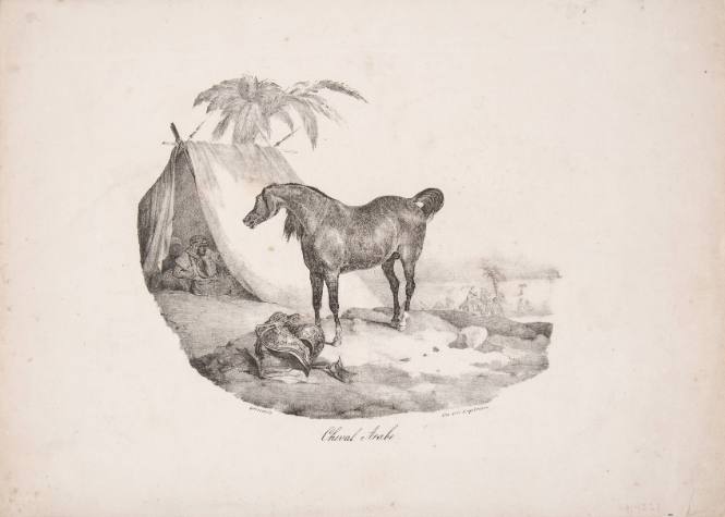 Cheval Arabe