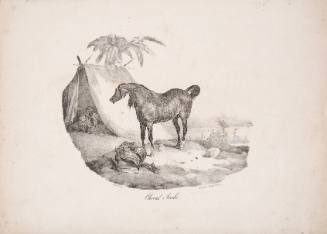 Cheval Arabe