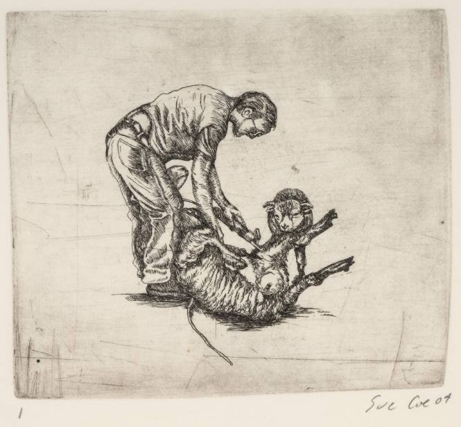 Sheep Shearing